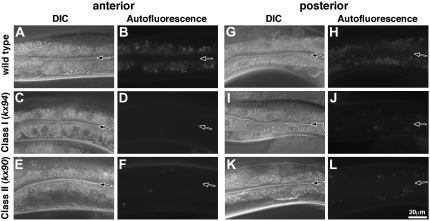 Figure 2.—