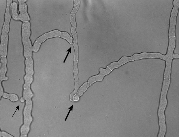 Fig. 2.