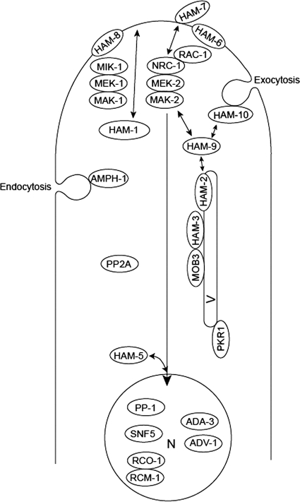 Fig. 6.