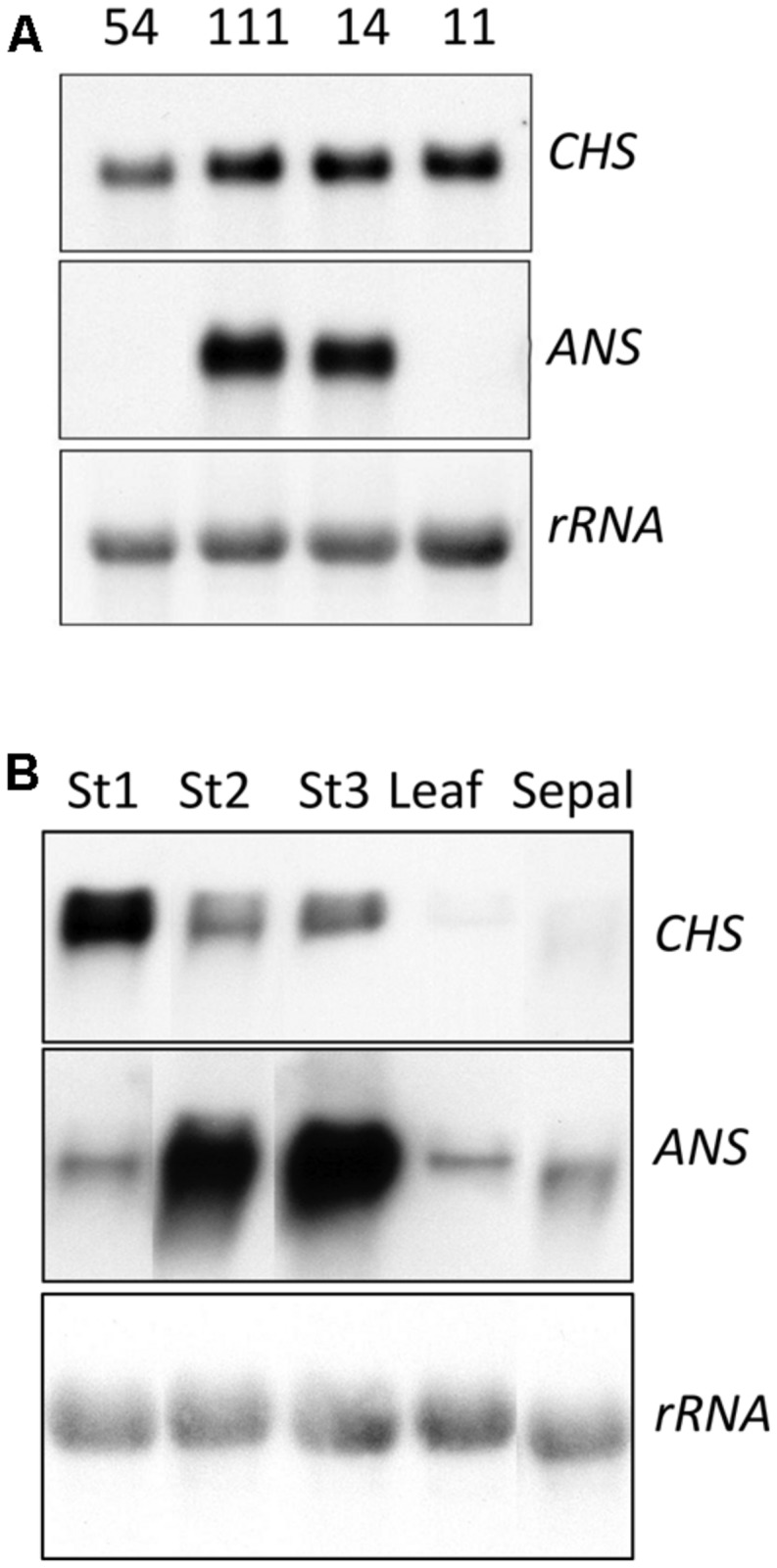 FIGURE 3