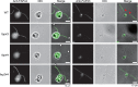 FIGURE 6: