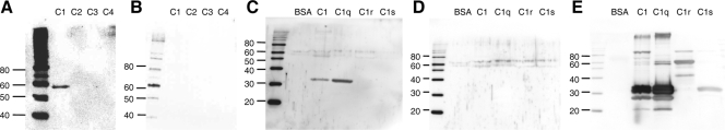 FIG. 8.