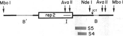 graphic file with name pnas00623-0256-a.jpg