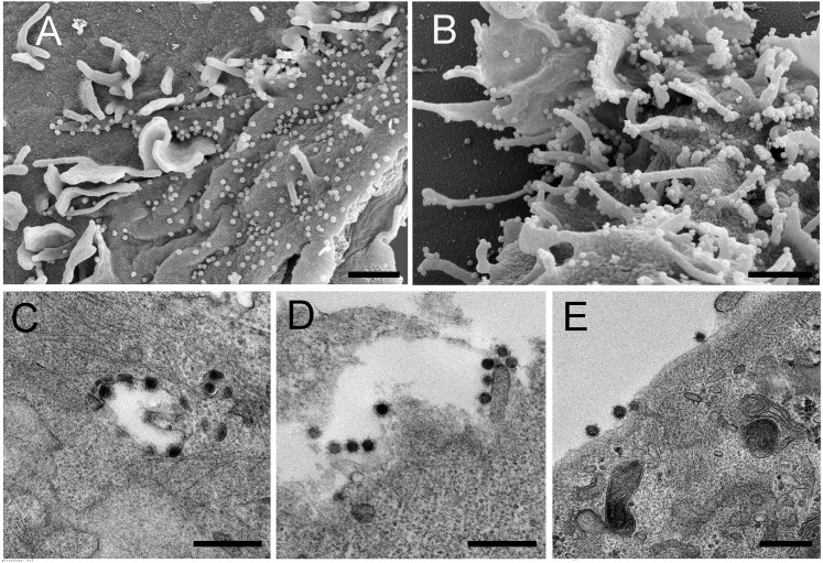 Figure 3