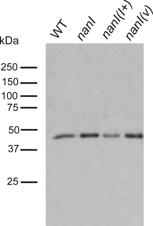 FIG. 5.