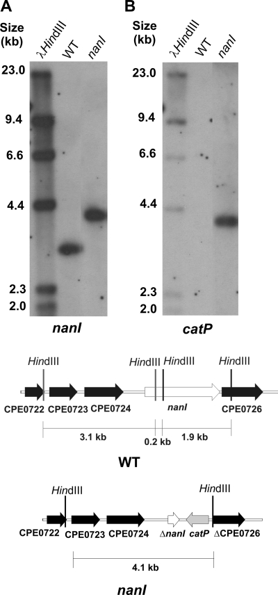 FIG. 1.