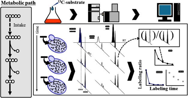 Fig. 7. A principle of metabolic turnover analysis based on stable isotope dilution.