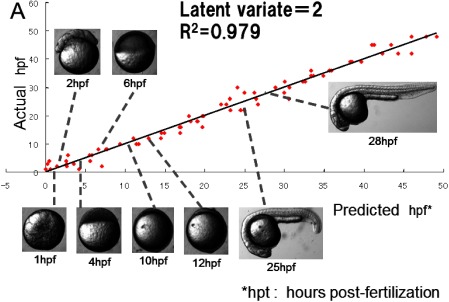 Fig. 3. Prediction model of zebra fish developmental stage by means of metabolic fingerprinting.