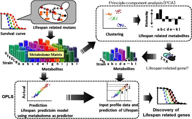 Fig. 4. Strategy of semi-rational strategic seeking of life-span related genes in yeast.