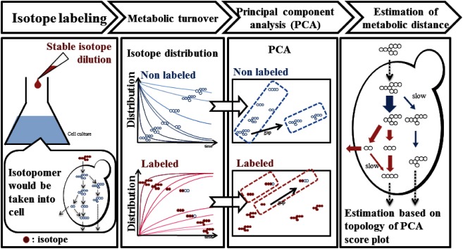 Fig. 8. A principle of estimation of metabolic distance by means of metabolic turnover analysis.