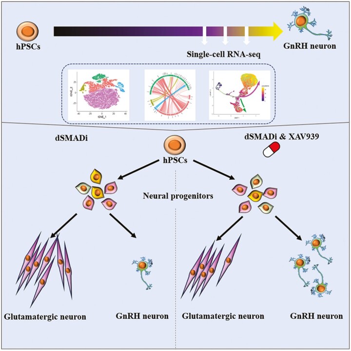 Graphical Abstract