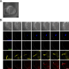 Figure 7—figure supplement 1.