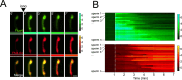 Figure 4—figure supplement 1.