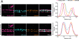 Figure 5—figure supplement 1.