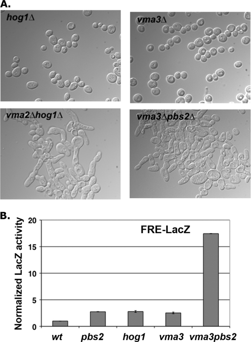 Fig 5