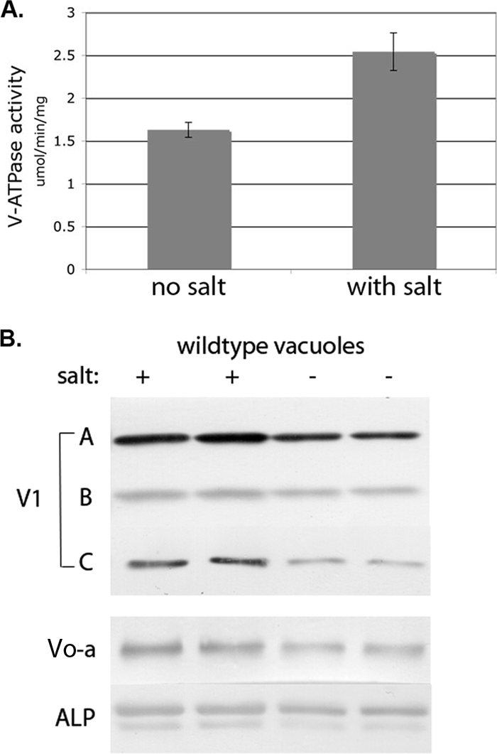 Fig 7