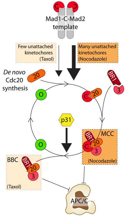 Fig. 8.