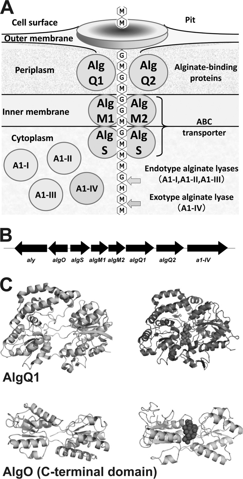 FIG 1