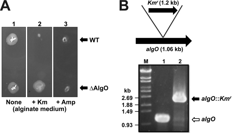 FIG 2