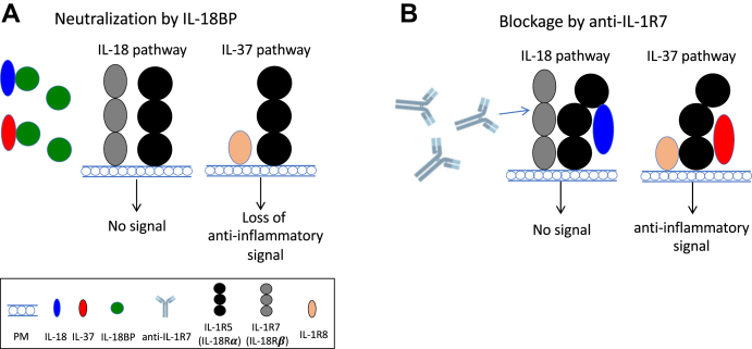 Figure 6