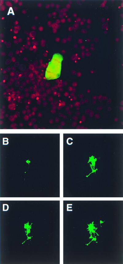 FIG. 1