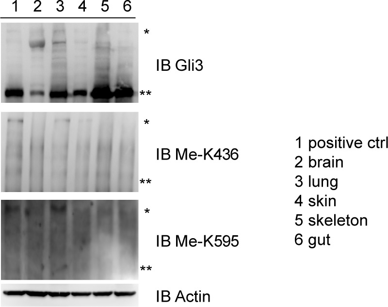 Figure 1—figure supplement 4.