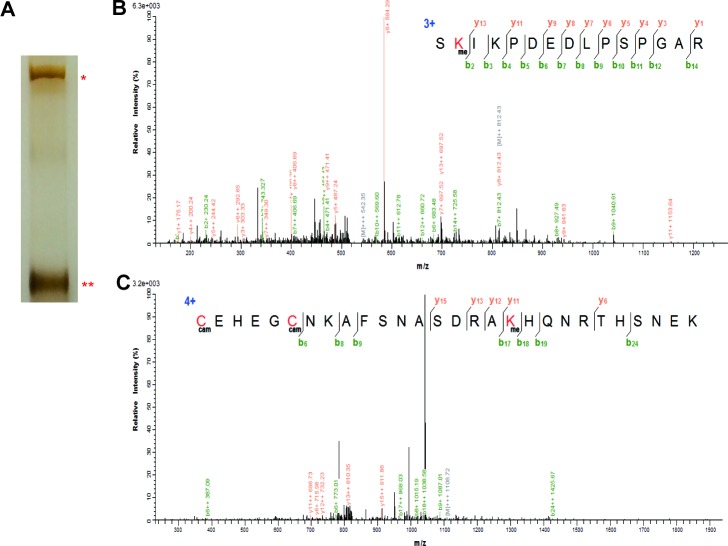 Figure 1—figure supplement 1.