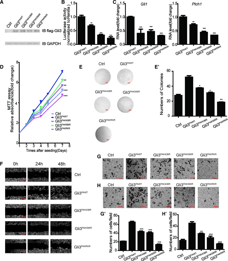 Figure 4—figure supplement 2.