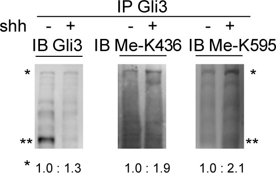 Figure 2—figure supplement 2.