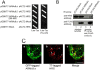 Fig. (1). HRS associates with ARMc8α <i>in vivo</i>, and exogenously expressed ARMc8α co-localizes with exogenously expressed T7-tagged HRS in HEK293 cells.