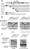 Fig. (2). ARMc8α binds to HRS <i>via</i> the proline-rich domain.