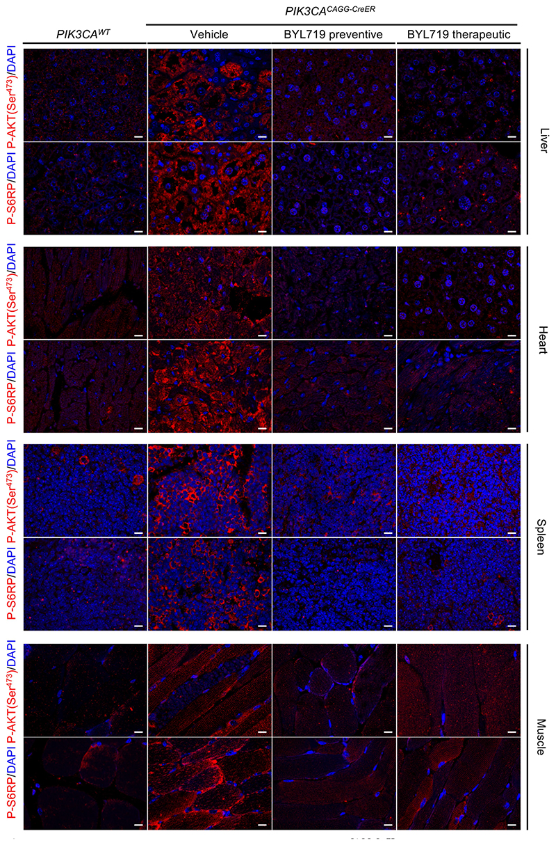 Extended Data Fig. 6