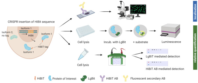 graphic file with name BioProtoc-13-14-4777-ga001.jpg