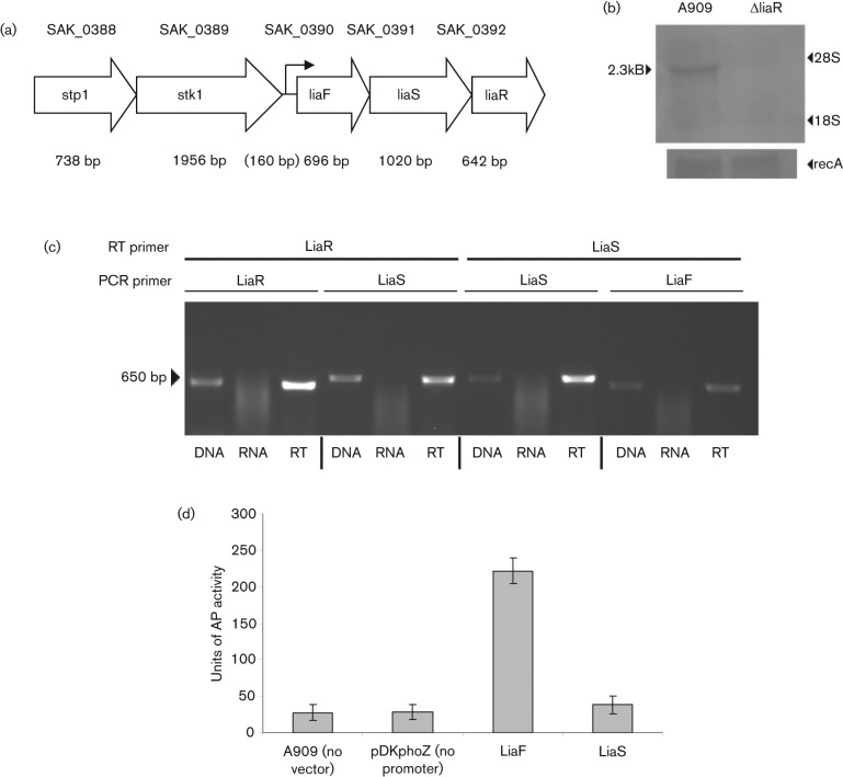 Fig. 1. 