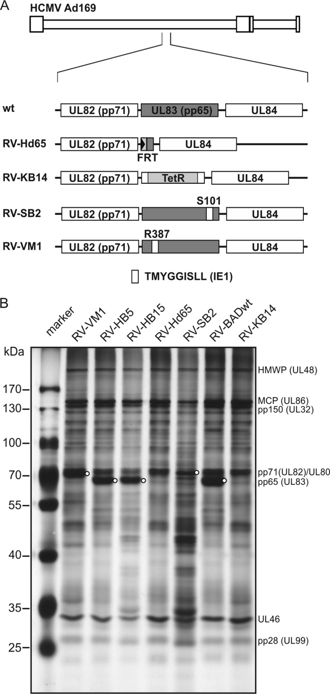 FIG 1