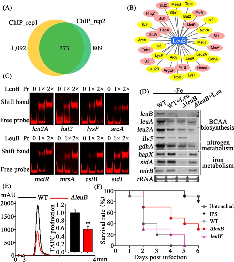 Fig 6