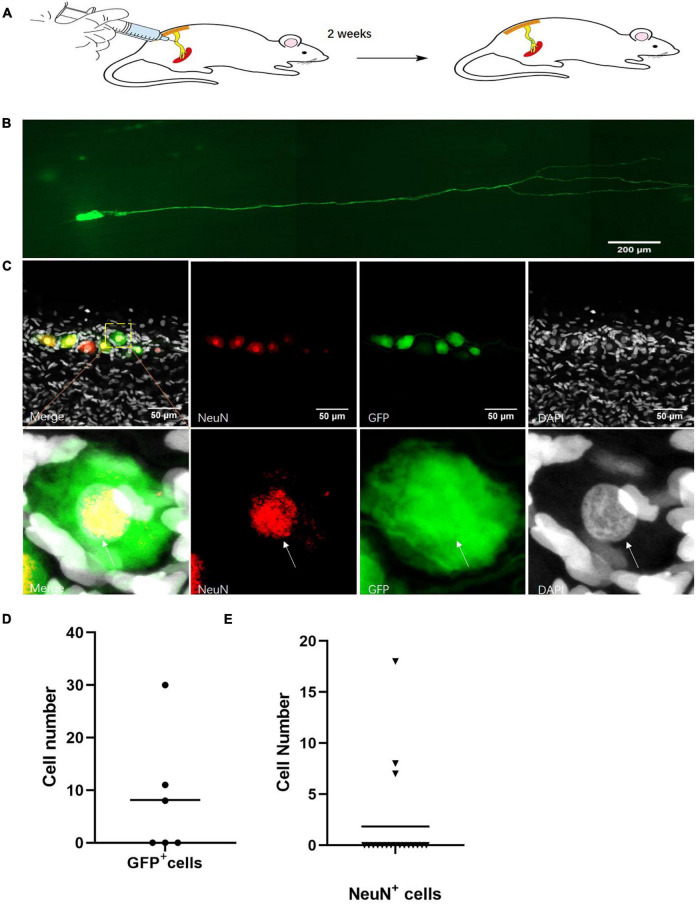 FIGURE 2