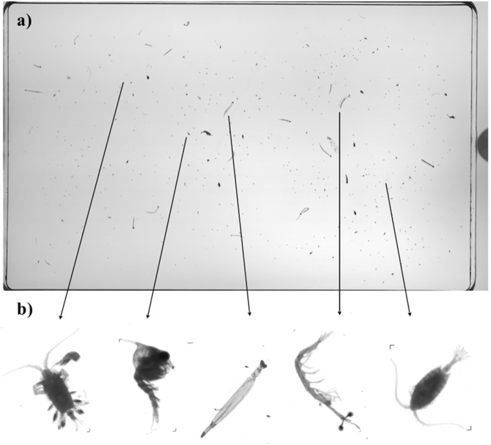 Fig 2