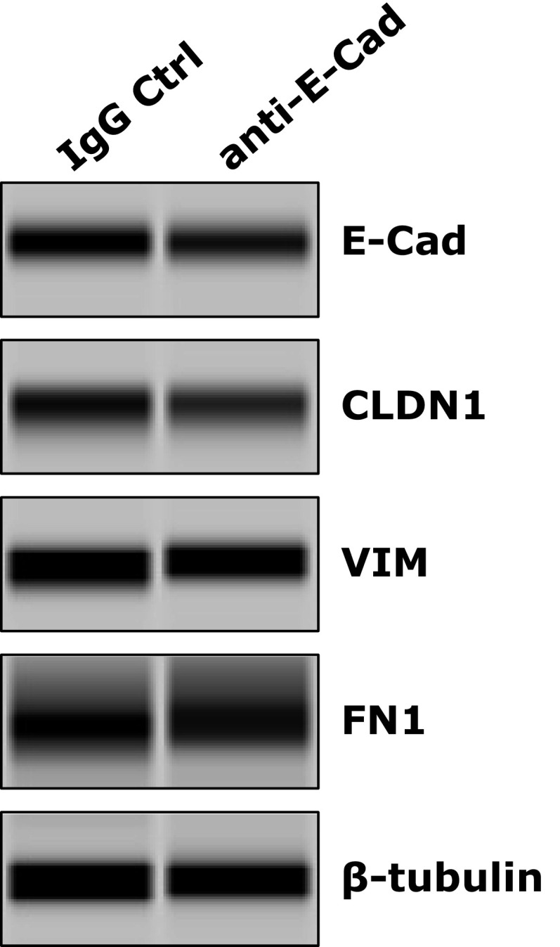 Fig. S7.