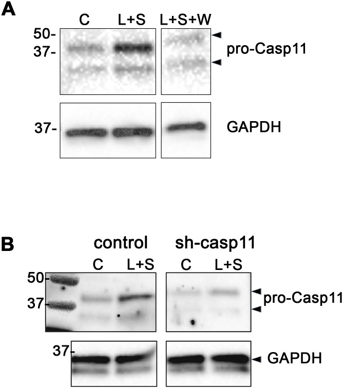 Figure 4—figure supplement 5.