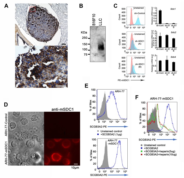 Figure 3—figure supplement 1.