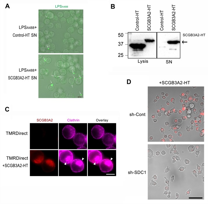 Figure 4—figure supplement 1.