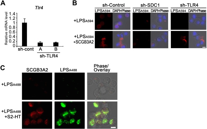 Figure 4—figure supplement 3.