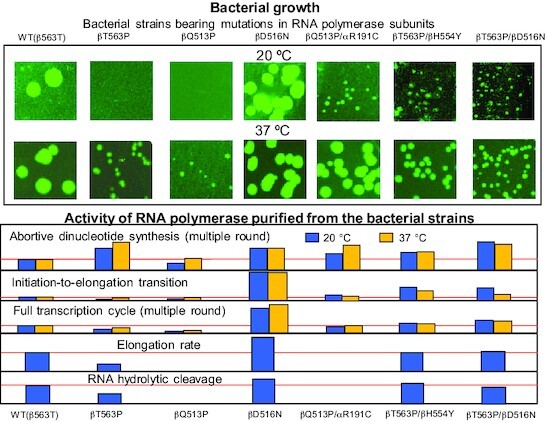 Graphical Abstract