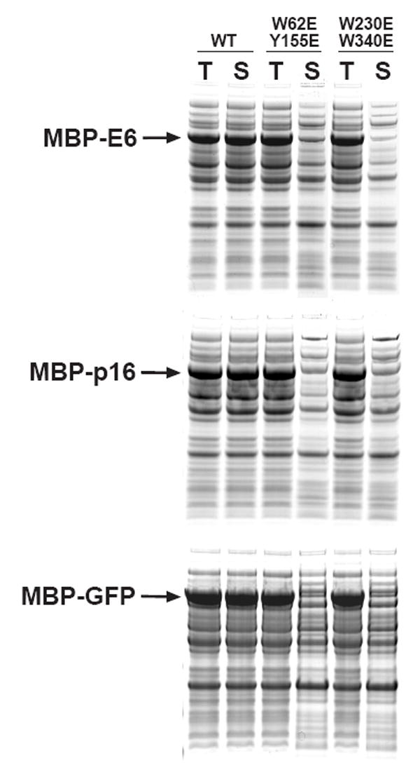 Fig 5