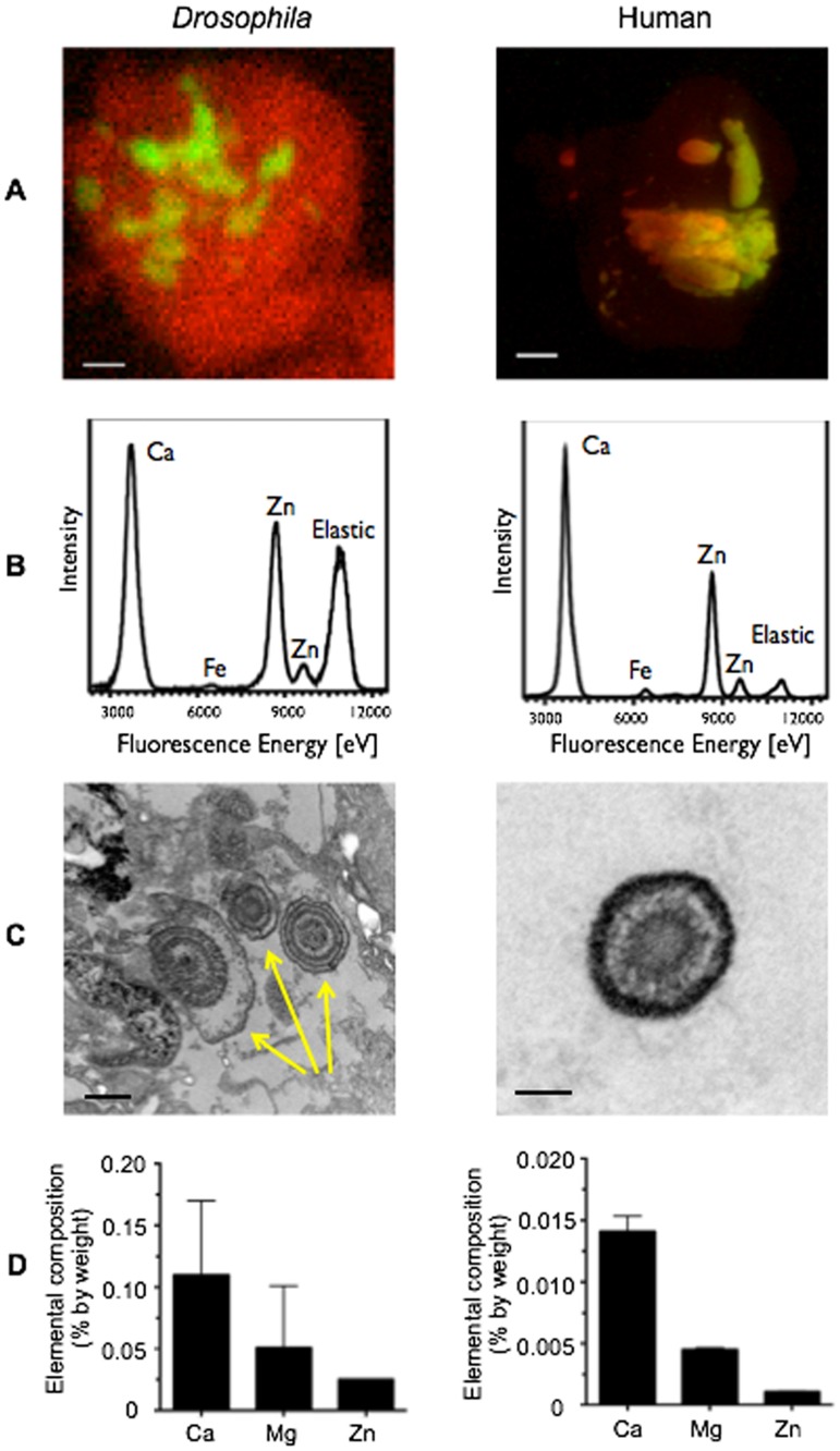 Fig 2