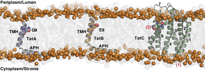 Figure 1—figure supplement 1.