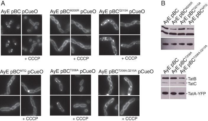 Figure 7—figure supplement 1.