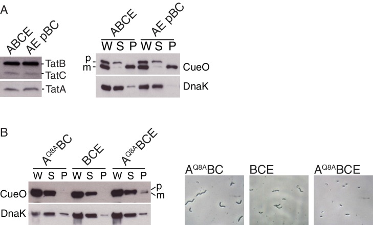 Figure 5—figure supplement 1.