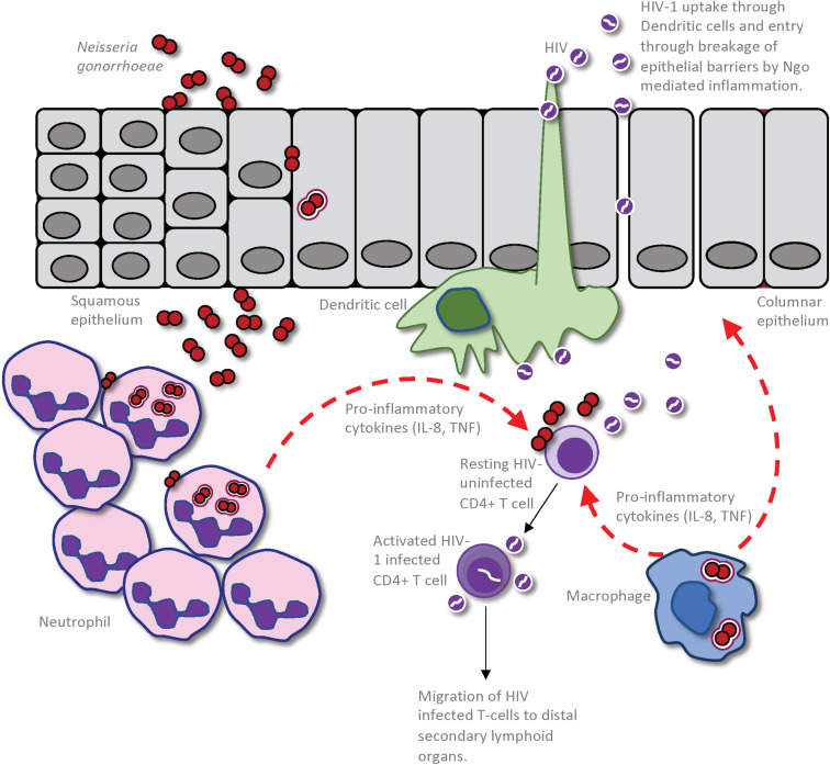 FIGURE 2